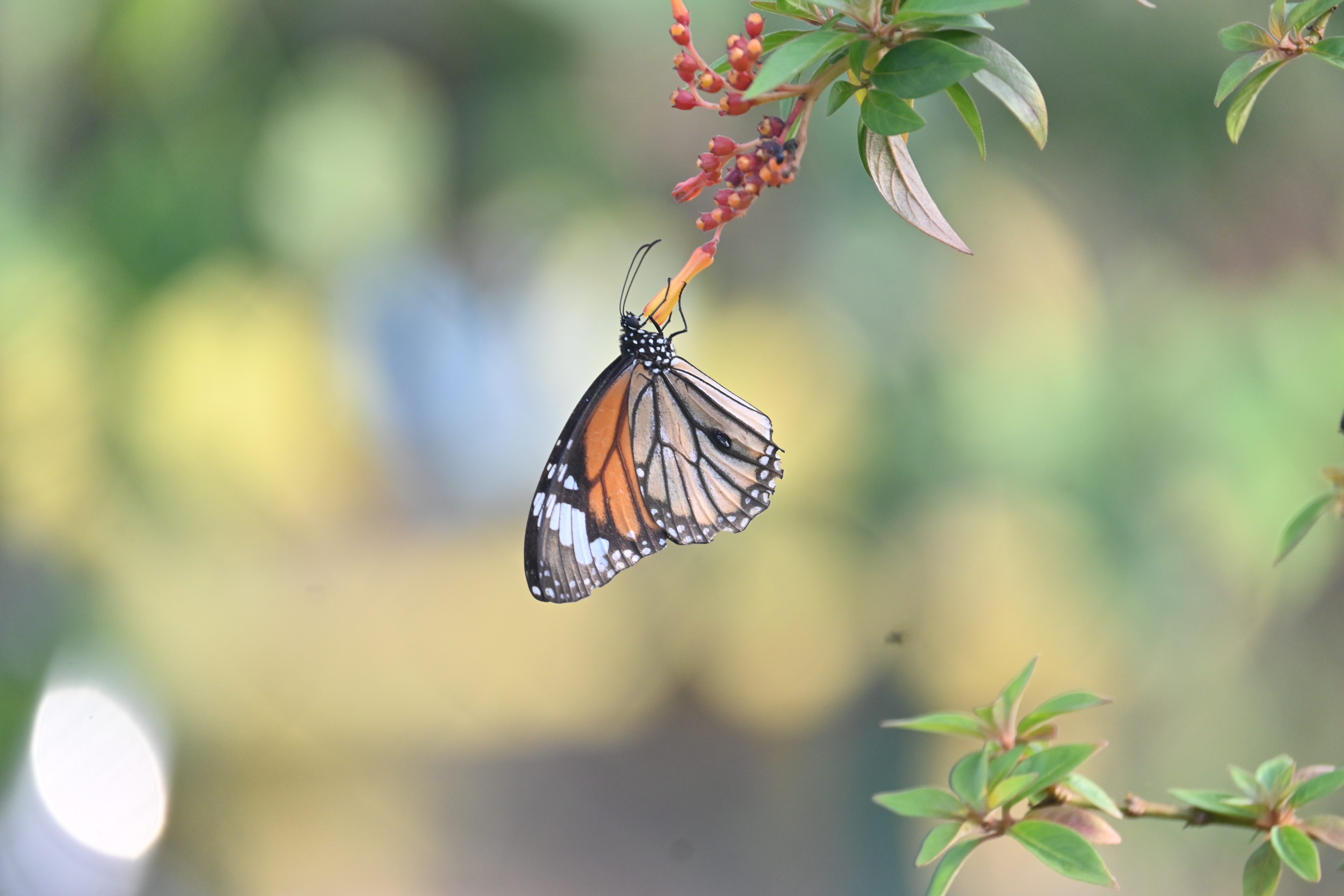Field Notes: The Art of Butterfly Macro