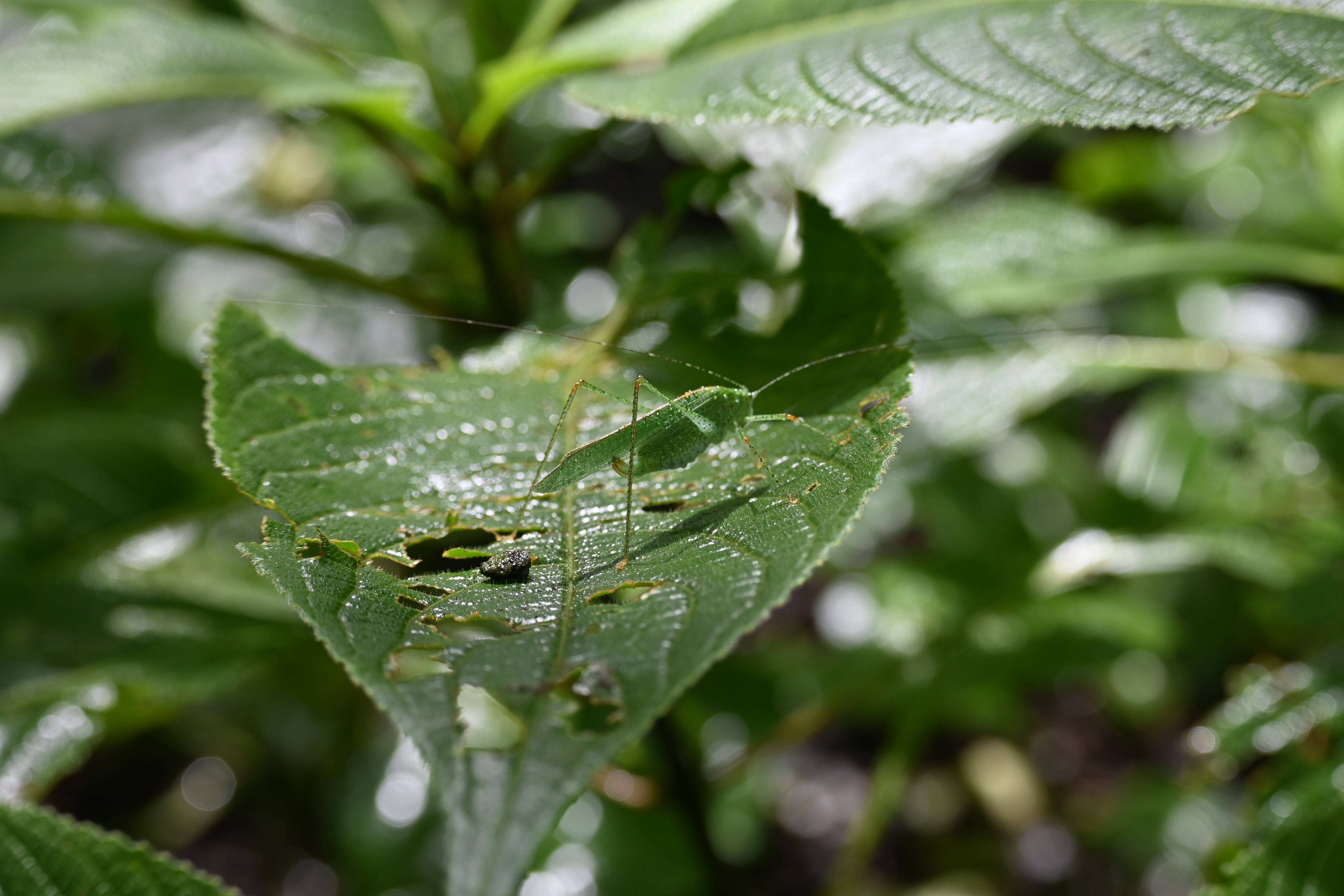 A majestic tiger in the wild.