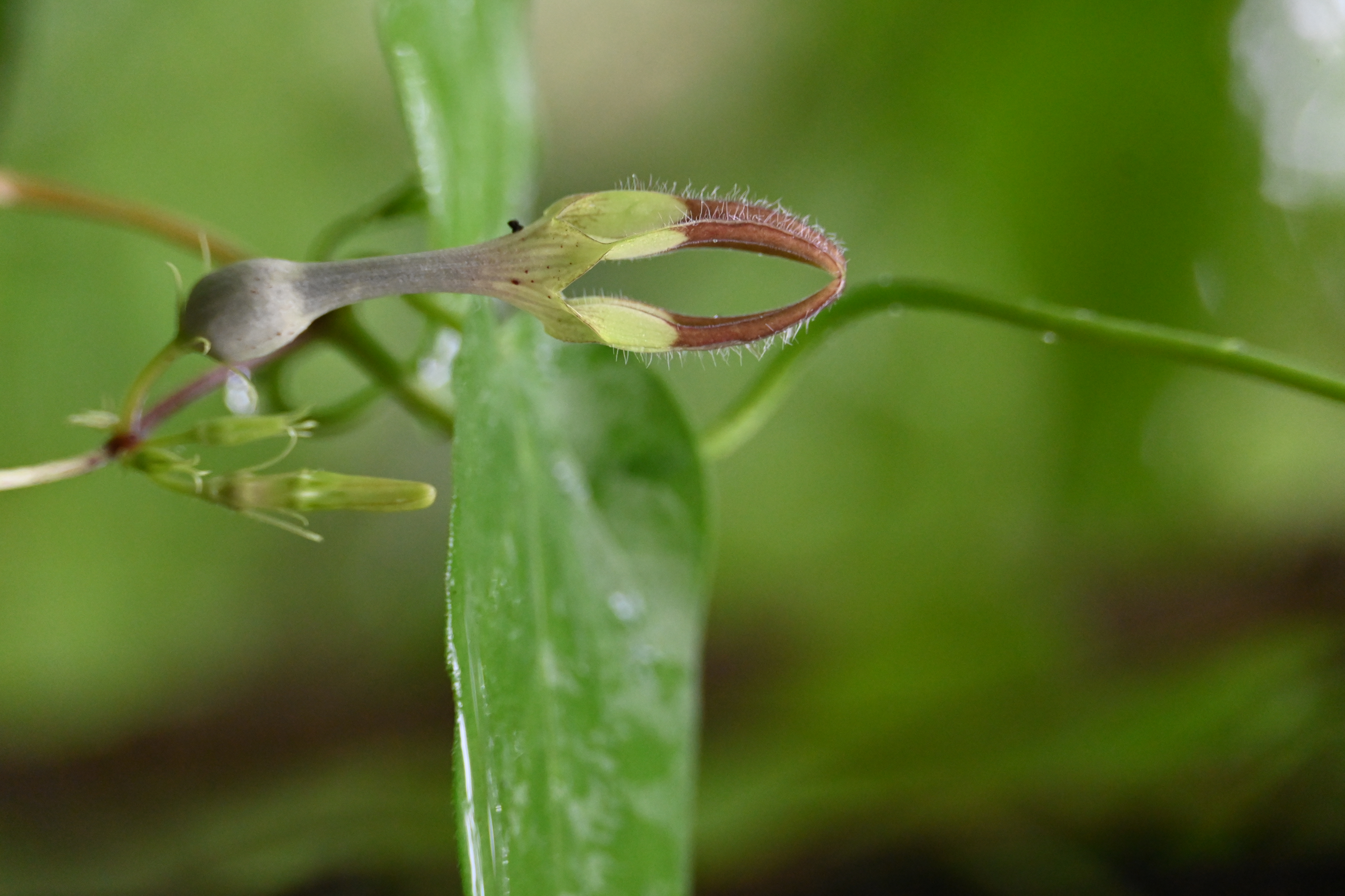 A colorful kingfisher bird on a branch.